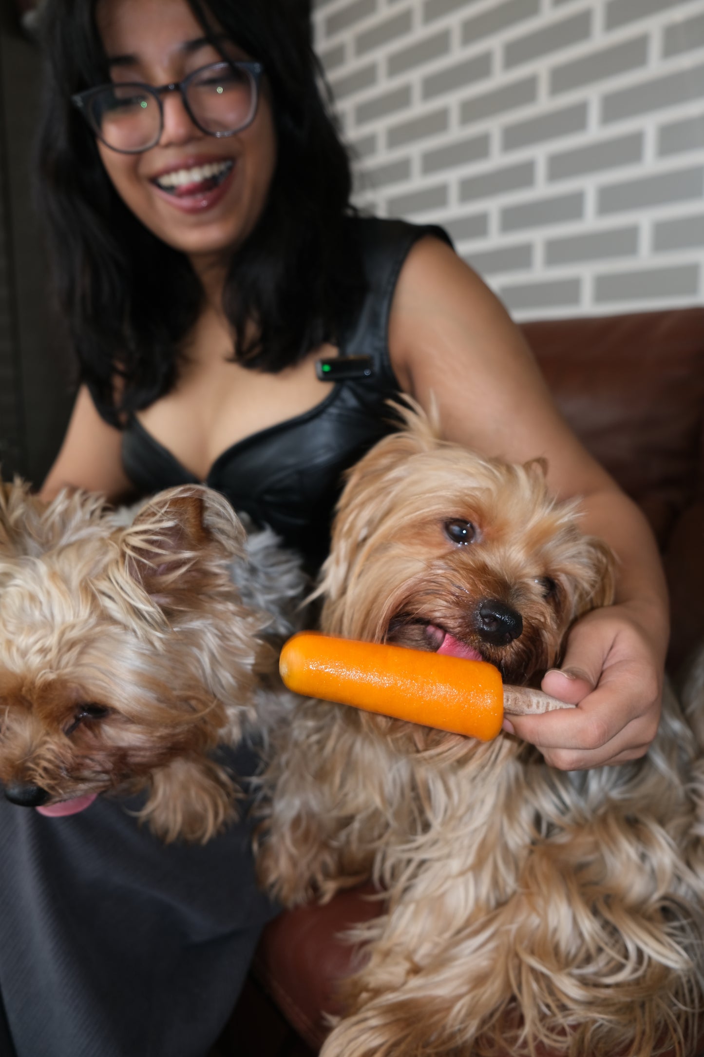 24 Carrot Pupsicle