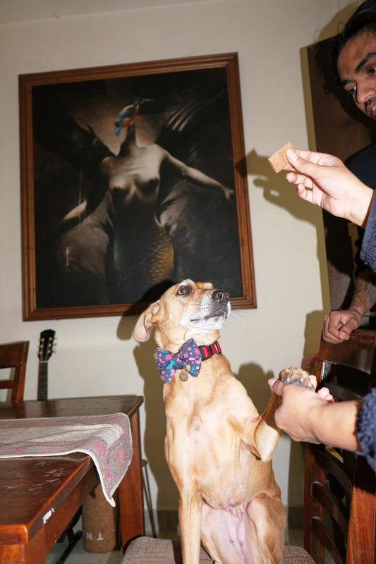 Why We Made India’s First Chocolate for Dogs