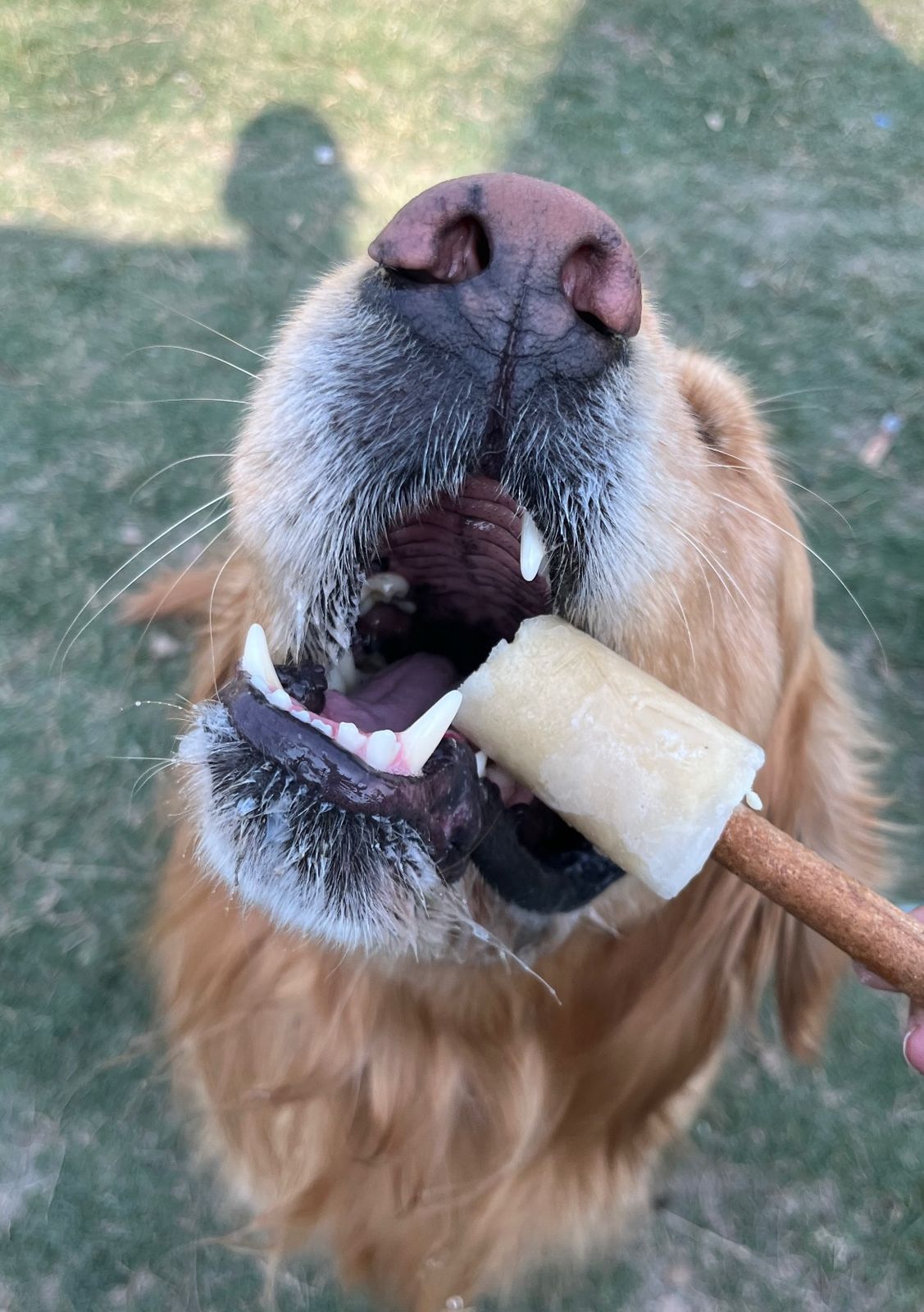 Doggie Cool